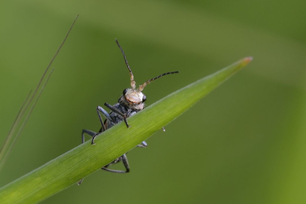 Coleottero da ID: fam. Malachidae